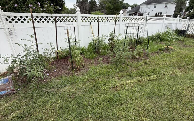 Garden beds along a fence a few weeks after mulching, plants growing in settled mulch