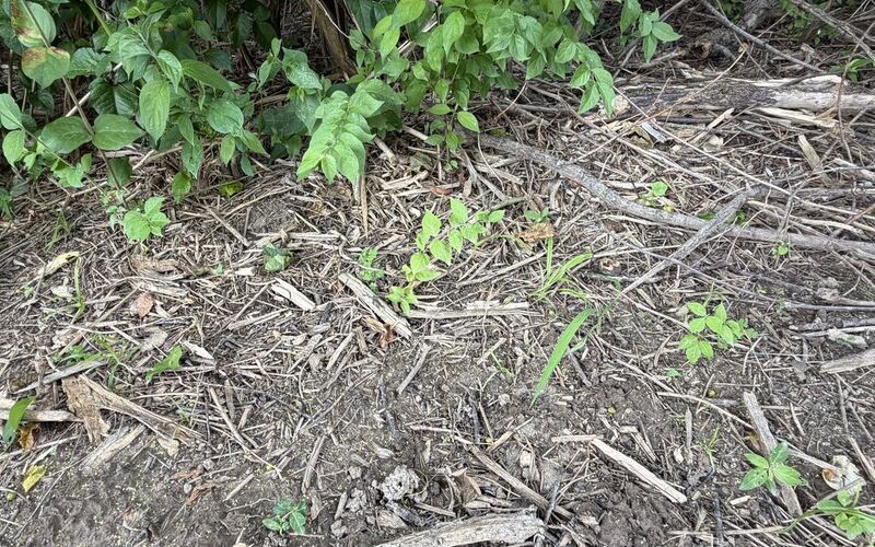 Fresh wood-chip mulch left as ground cover after forestry mulching