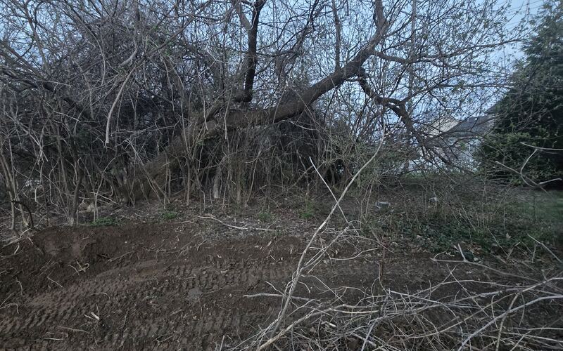 Dense brush and saplings taking over an overgrown lot before clearing
