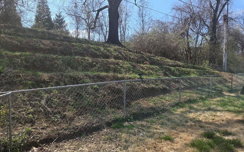 Cleared hillside with the mature trees left standing after forestry mulching
