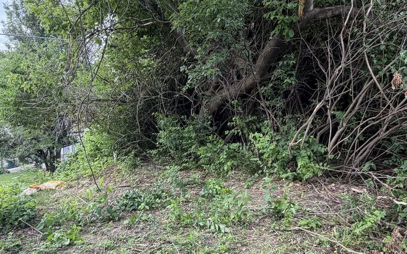 Brush line cut back along a slope to open up a walking trail